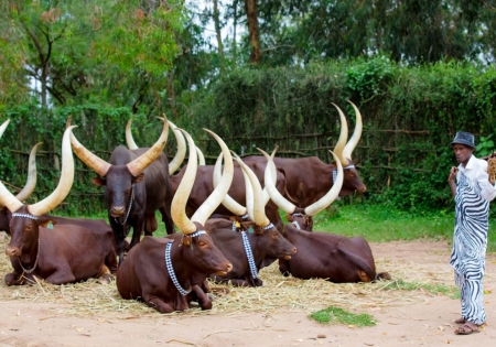 CoELIB Champions a New Era for Livestock Development in Africa