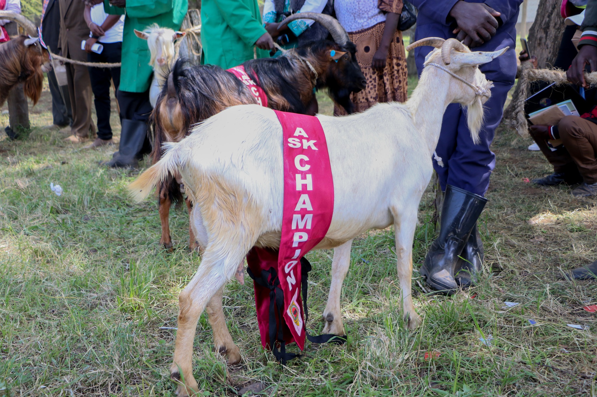 Celebrating Excellence: CoELIB Triumphs at the Nakuru ASK Show